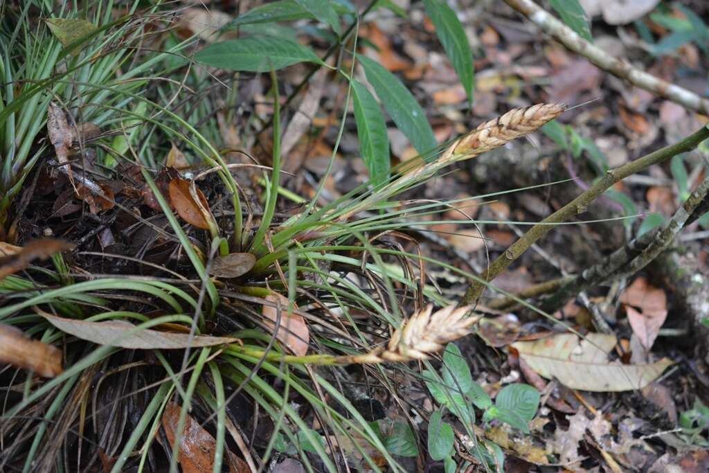 Image de Tillandsia tricolor Schltdl. & Cham.