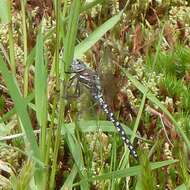 Image of California Darner