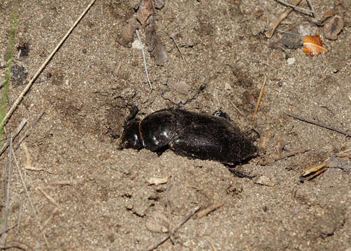 Image of Nicrophorus (Nicrophorus) morio (Gebler 1817)