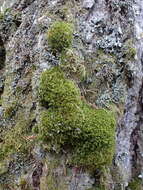 Image of dicranum moss