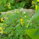 Image de Corydalis ochotensis Turcz.