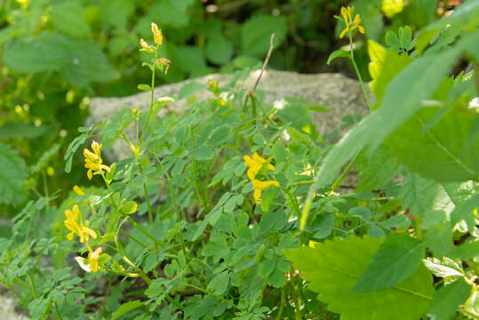 Image of Corydalis ochotensis Turcz.