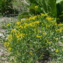Sivun Haplophyllum acutifolium (DC.) G. Don fil. kuva