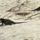 Image of Allen Cays Rock Iguanas