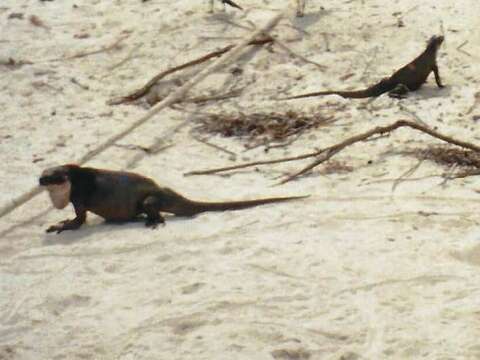 Image of Allen Cays Rock Iguanas