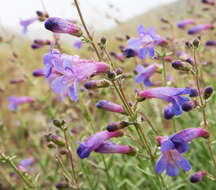 Слика од Penstemon seorsus (A. Nels.) D. D. Keck