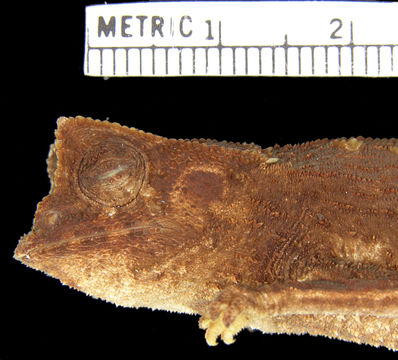 269.r171196 b griveaudi p hl jpg.580x360