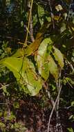 صورة Ixora platythyrsa Baker