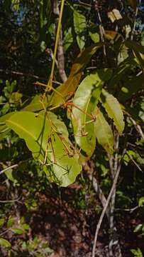 صورة Ixora platythyrsa Baker