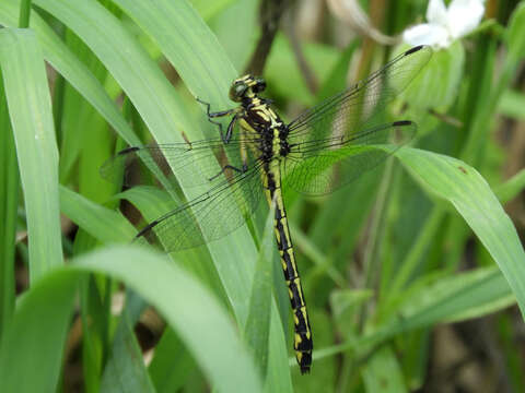 Image of Riverine Clubtail