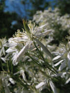 Imagem de Clematis lathyrifolia Bess. ex Reichb.