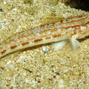 Image of Steven&#39;s goby