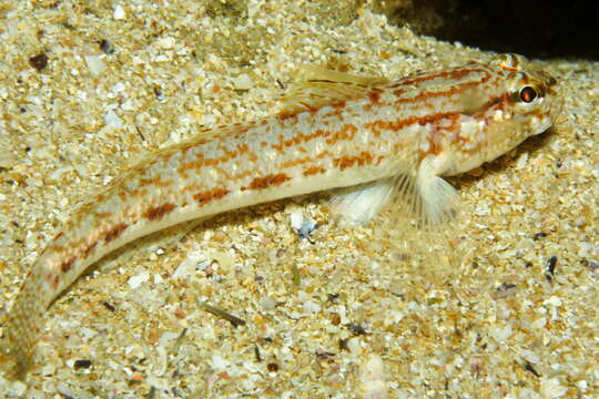 Gobius gasteveni Miller 1974 resmi