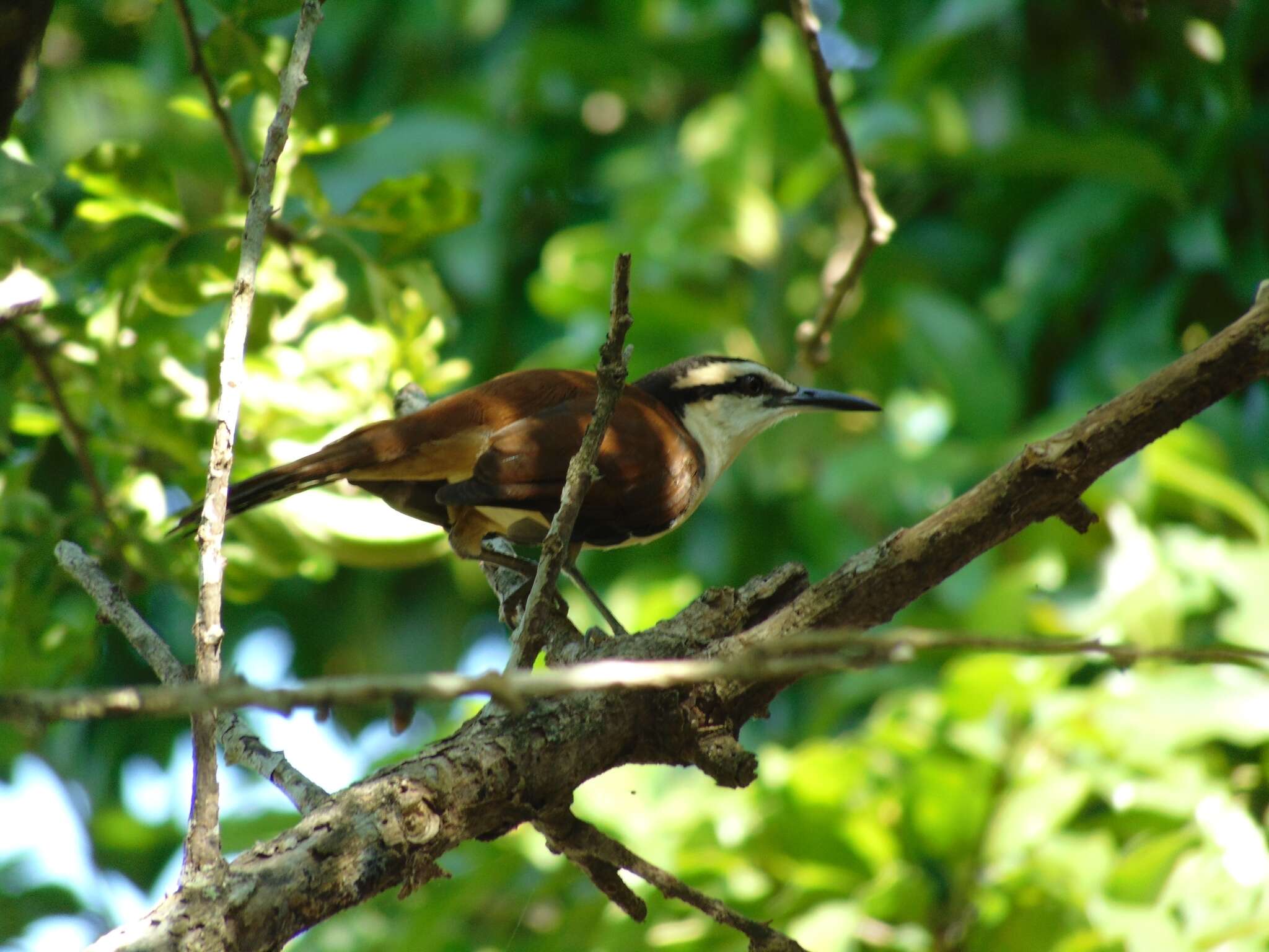 Imagem de Campylorhynchus chiapensis Salvin & Godman 1891