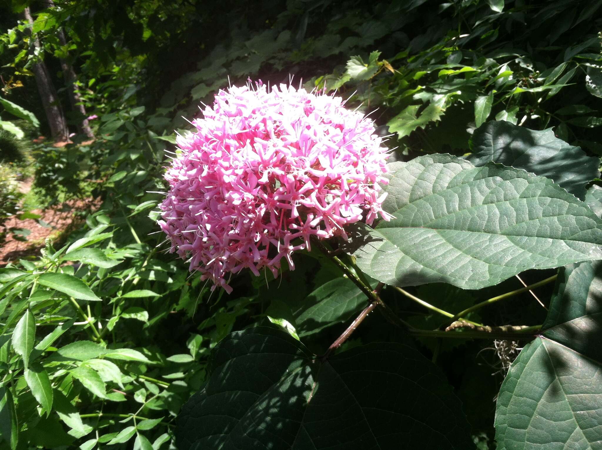 Imagem de Clerodendrum bungei Steud.