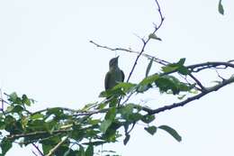 Слика од Vireo flavoviridis (Cassin 1851)