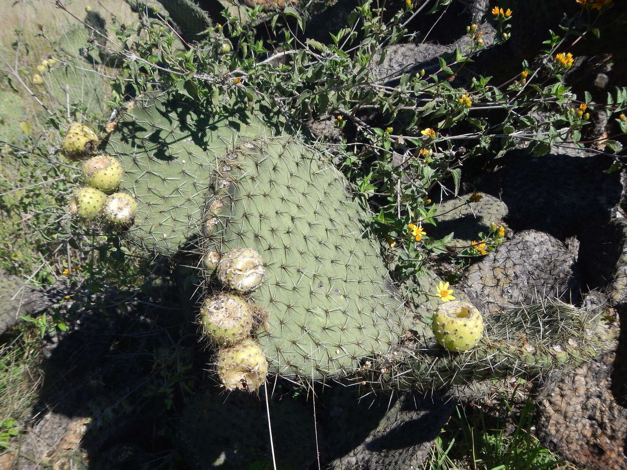 Plancia ëd <i>Opuntia oligacantha</i>