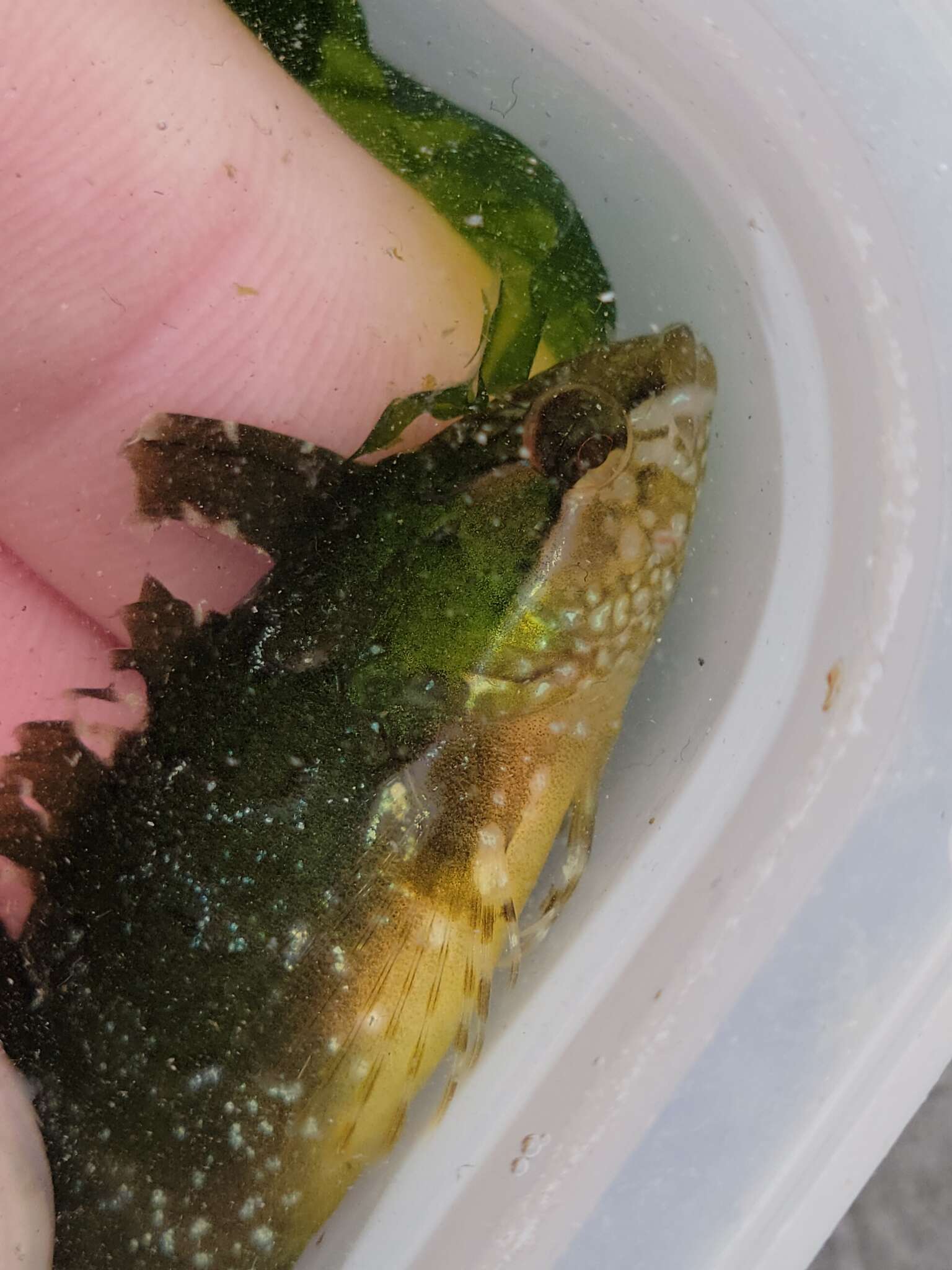 Image of Striped Kelpfish