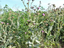 Image of Cotton Thistle