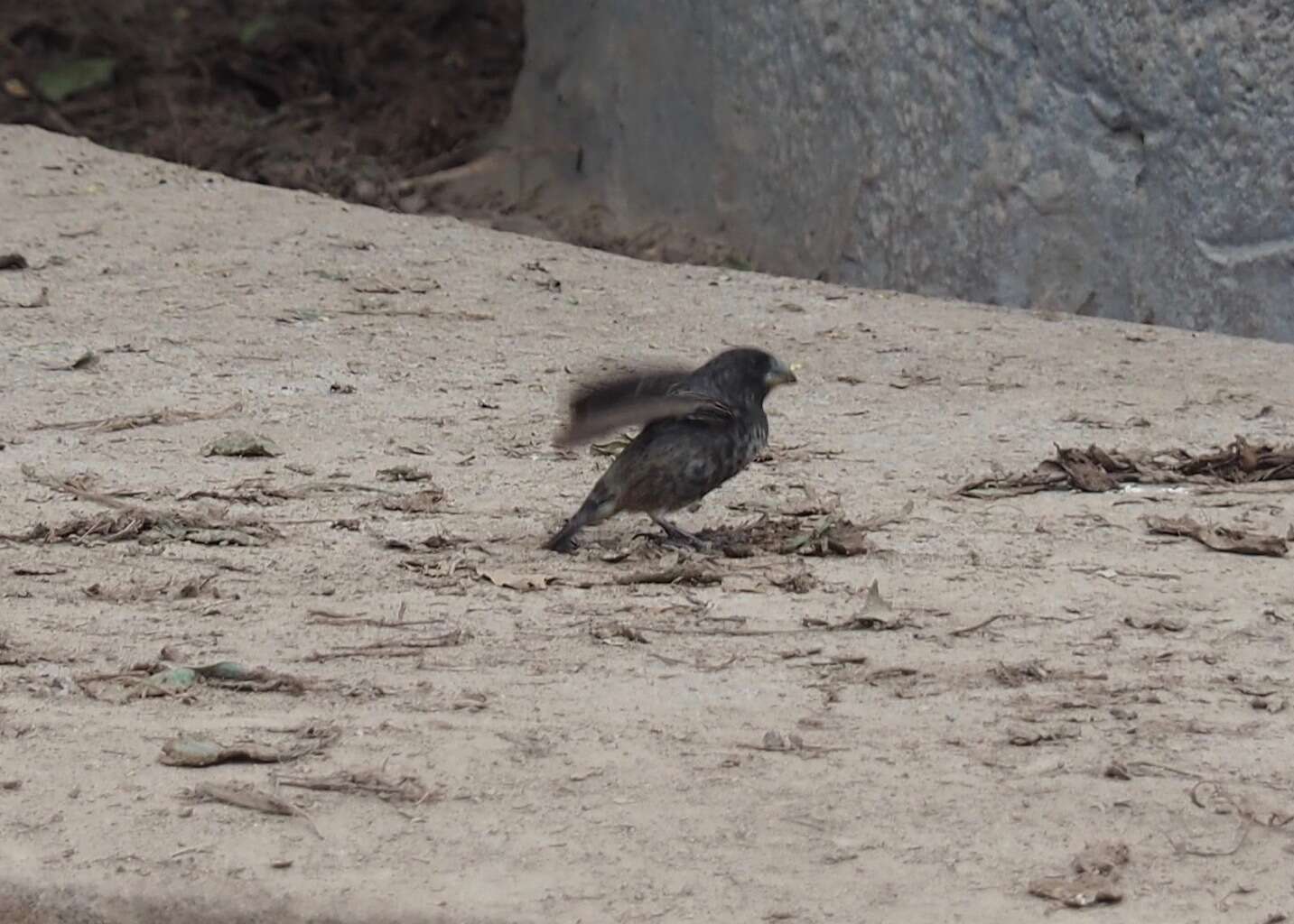 Image of Medium Ground Finch