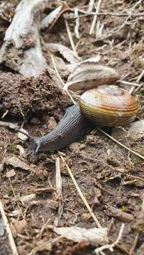 Image of Powelliphanta marchanti (Powell 1932)