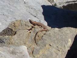 Image of Iberian rock lizard