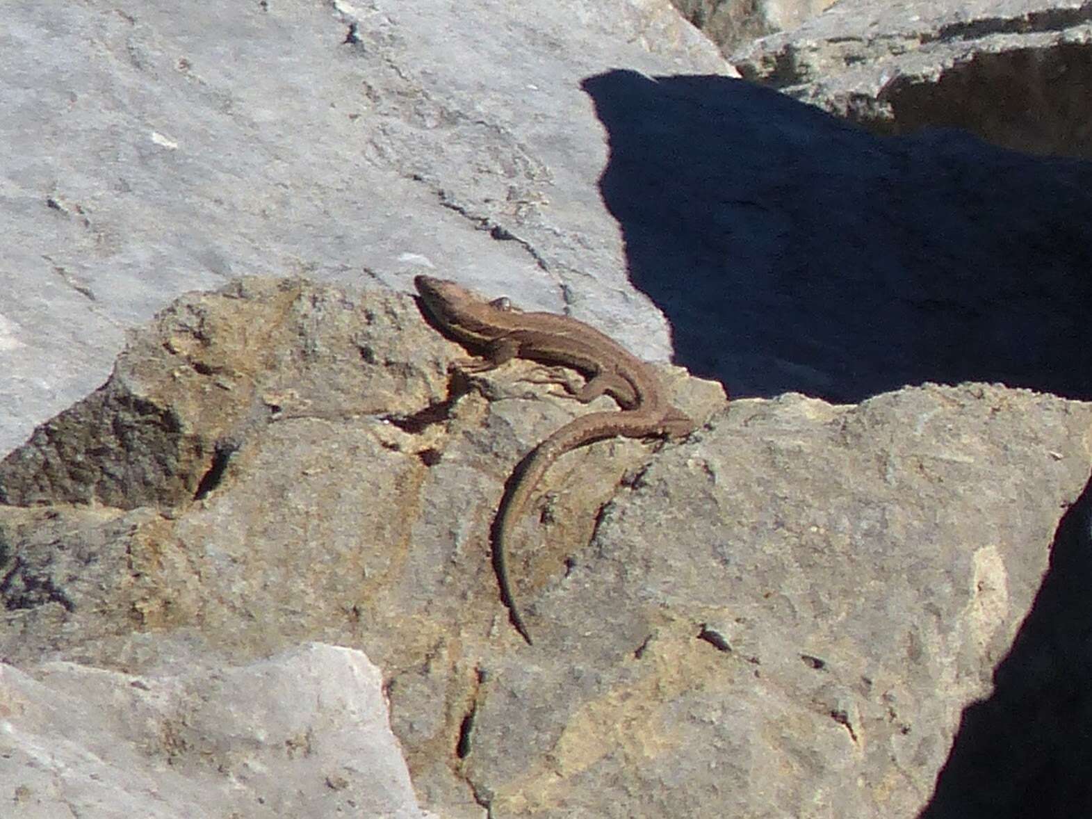 Image of Iberian rock lizard