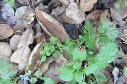 Image of Coccinella trifasciata subversa Le Conte 1854