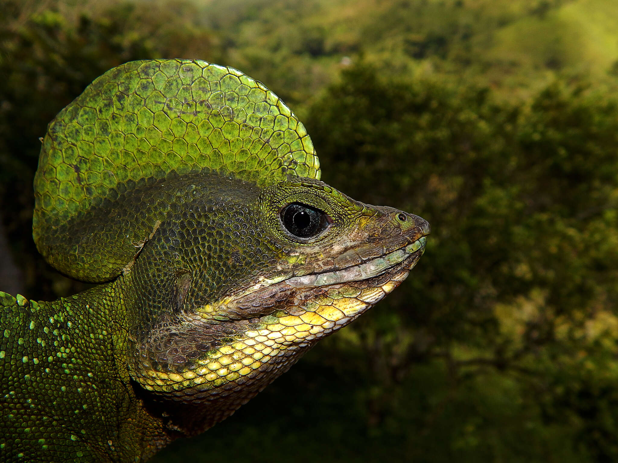 Image of Western basilisk