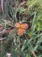 Image of Banksia dallanneyi A. R. Mast & K. R. Thiele