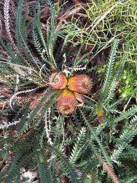 Image of Banksia dallanneyi A. R. Mast & K. R. Thiele