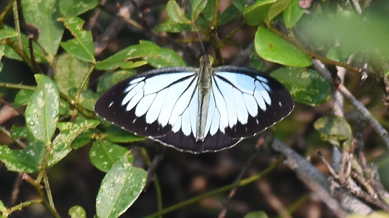 Image of Pareronia ceylanica (Felder & Felder (1865))