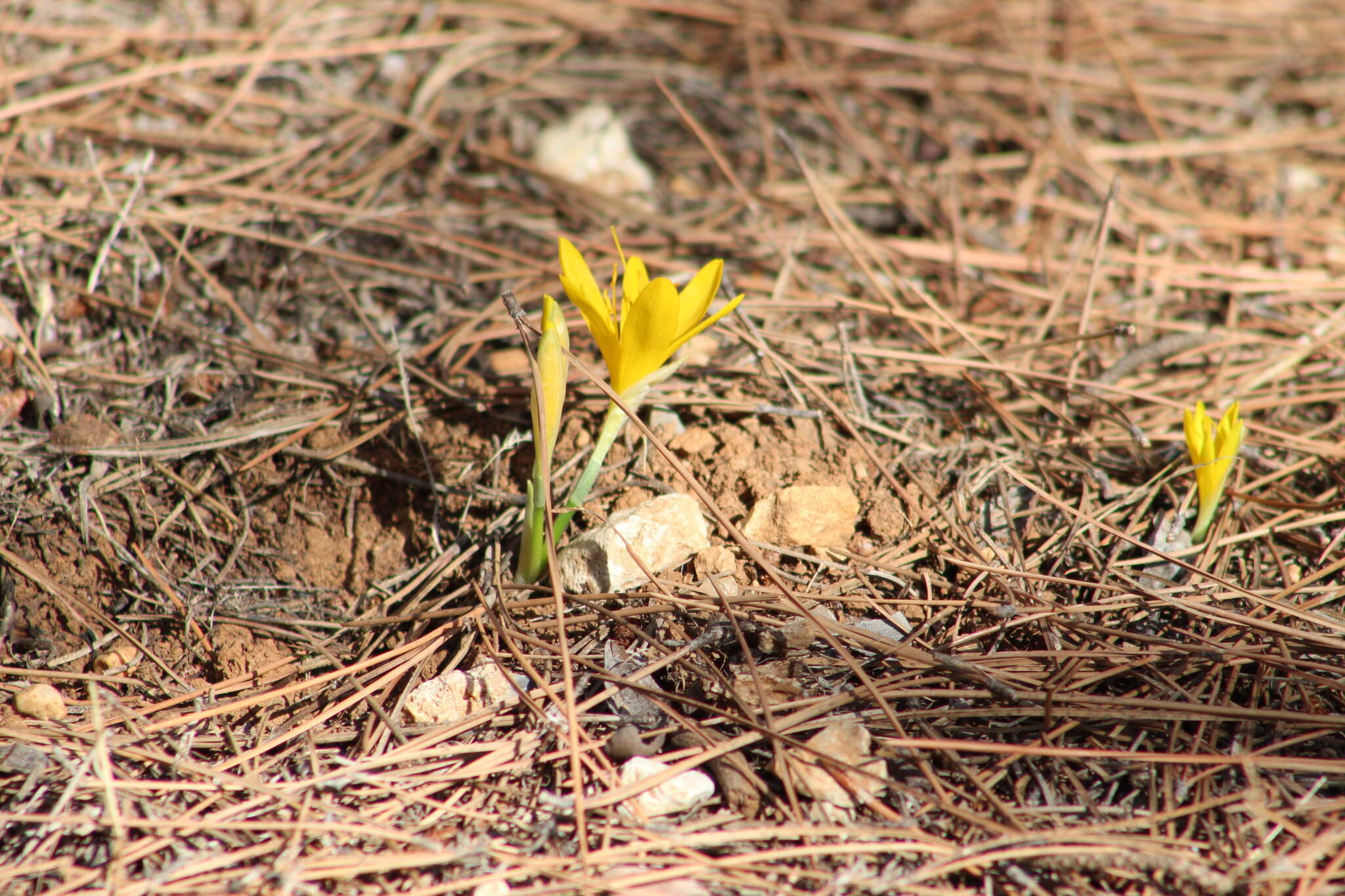 Image de Sternbergia lutea subsp. greuteriana (Kamari & R. Artelari) Strid