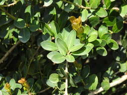 Plancia ëd Machilus obovatifolia (Hayata) Kaneh. & Sasaki