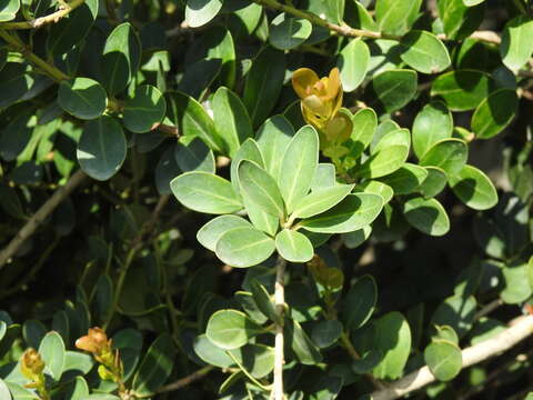 Plancia ëd Machilus obovatifolia (Hayata) Kaneh. & Sasaki