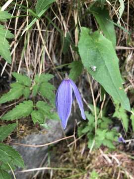 Imagem de Clematis alpina (L.) Miller