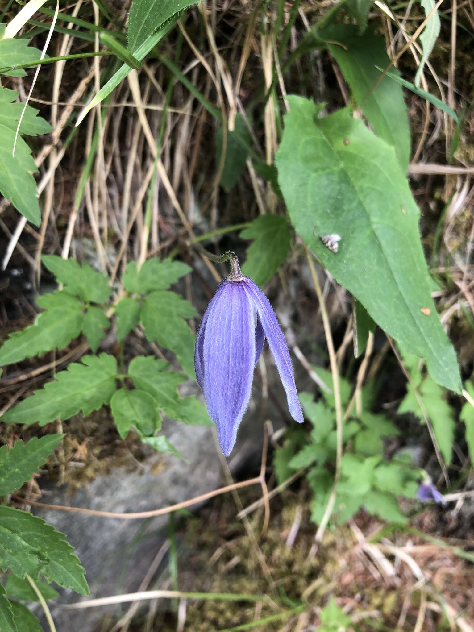 Слика од Clematis alpina (L.) Miller