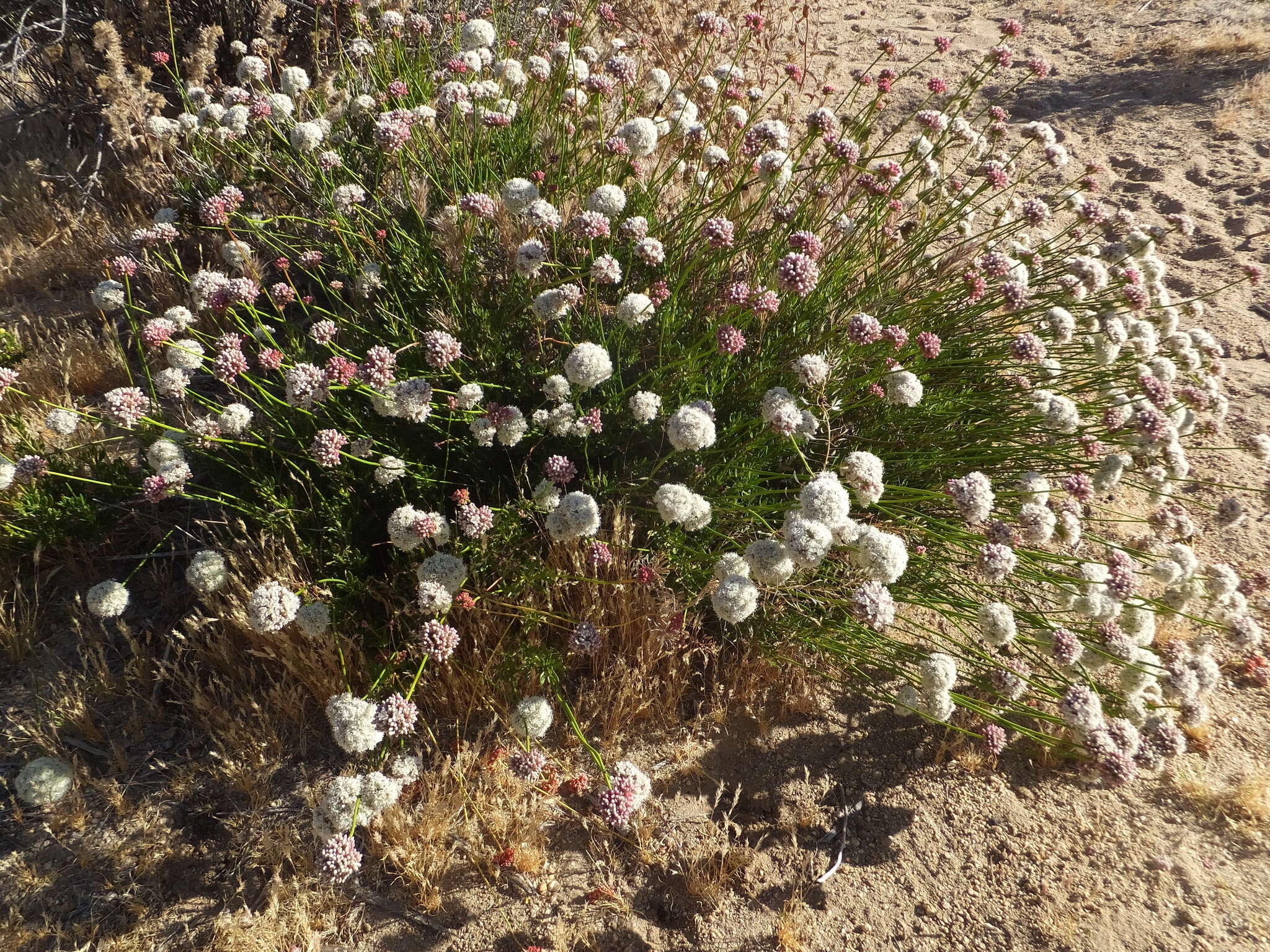 Image of Eastern Mojave buckwheat