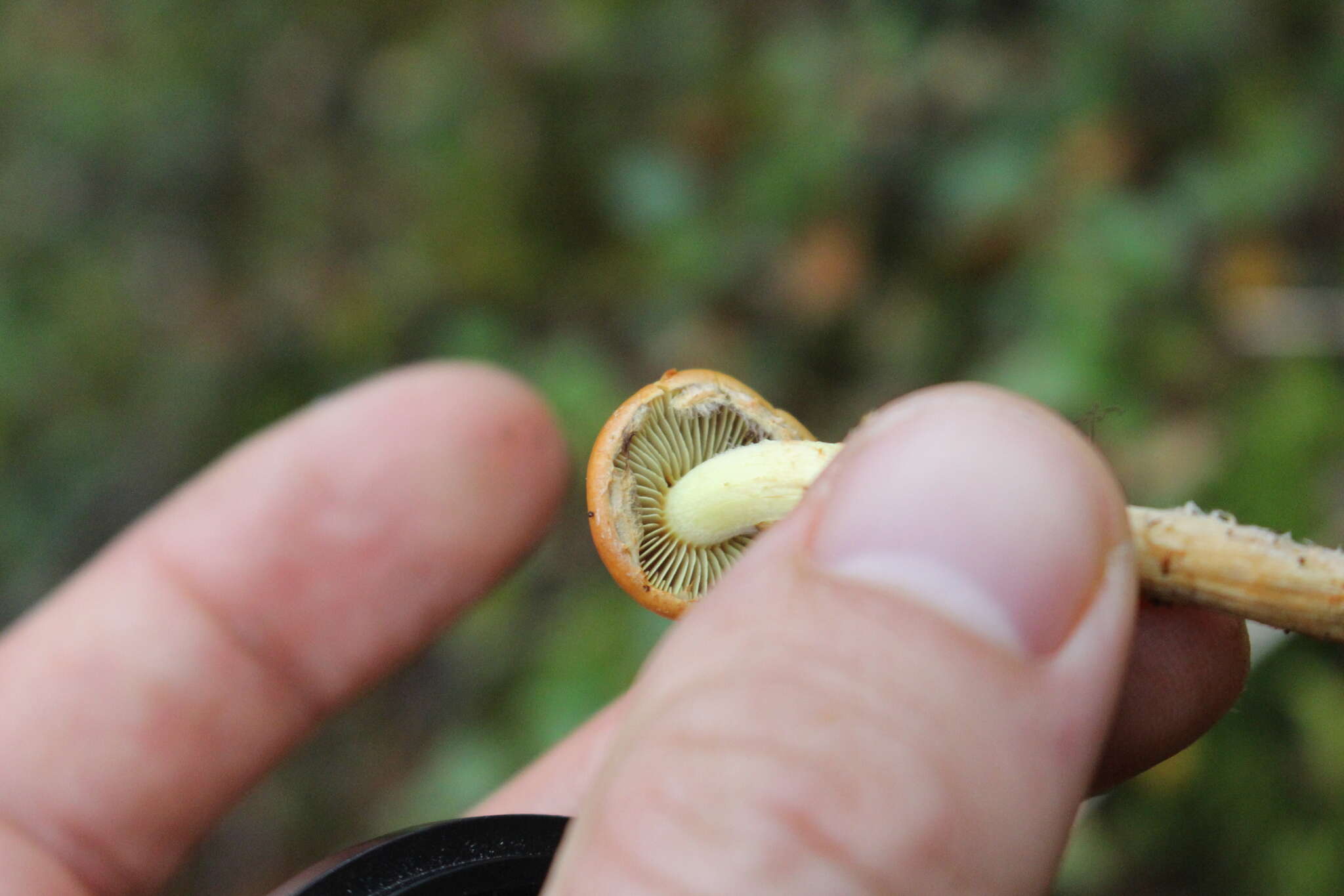 Image of Hypholoma australianum Redhead 2014