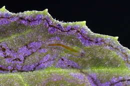 Image of Stigmella ogygia (Meyrick 1889) Dugdale 1988