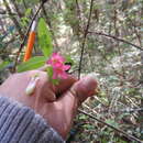 Image of Lonicera mexicana (Kunth) Rehder