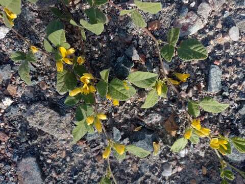 Image of Chihuahuan snoutbean