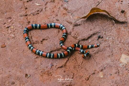Image of Brazilian Coral Snake
