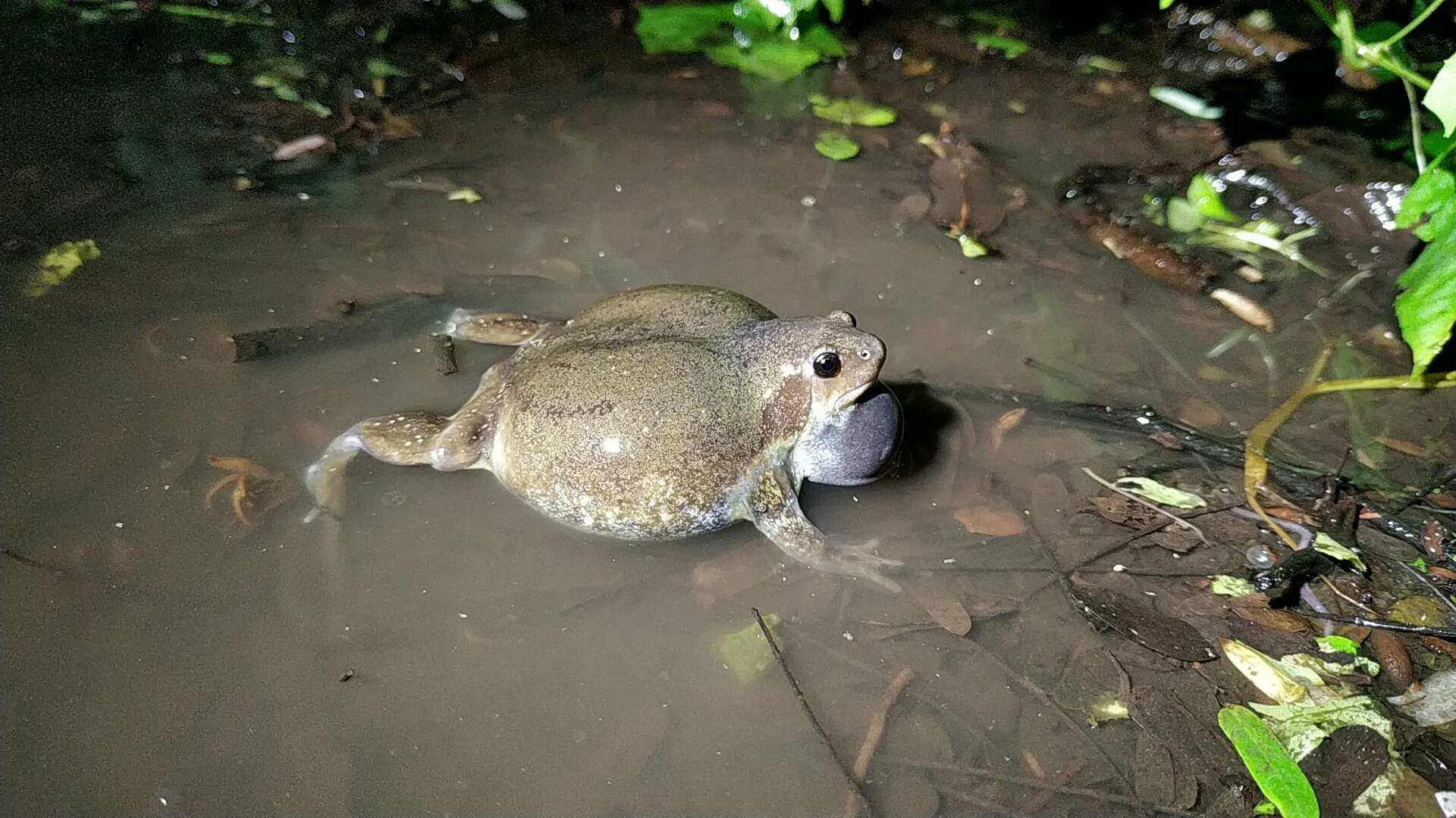 Imagem de Uperodon globulosus (Günther 1864)