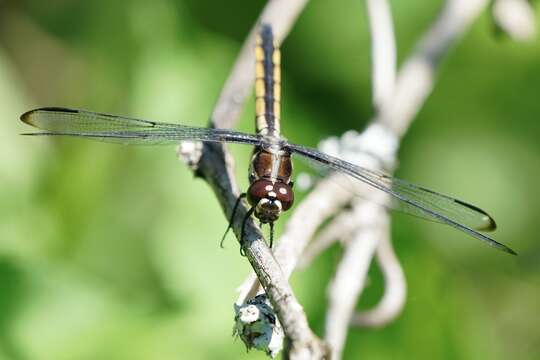 Image of Bar-winged Skimmer