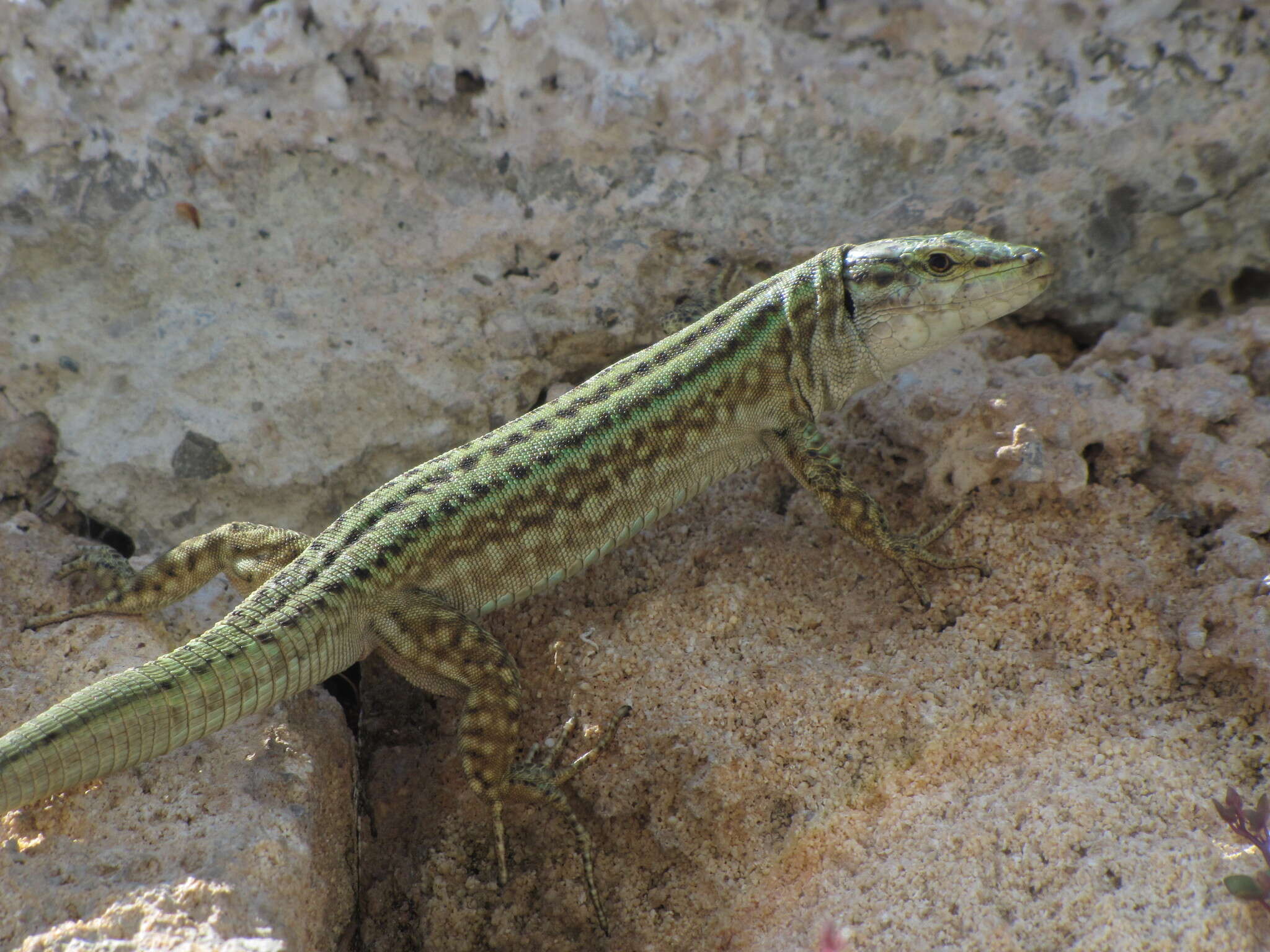 Image of Podarcis pityusensis pityusensis (Boscá 1833)