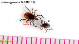 Ixodes nipponensis Kitaoka & Saito 1967的圖片