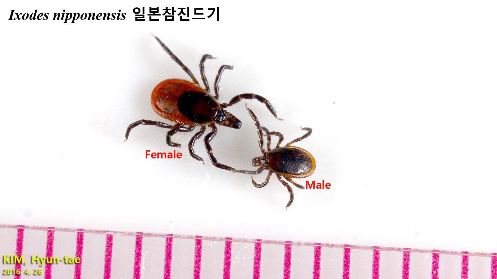 Ixodes nipponensis Kitaoka & Saito 1967的圖片