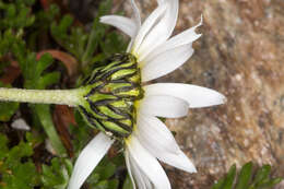 Слика од Leucanthemopsis