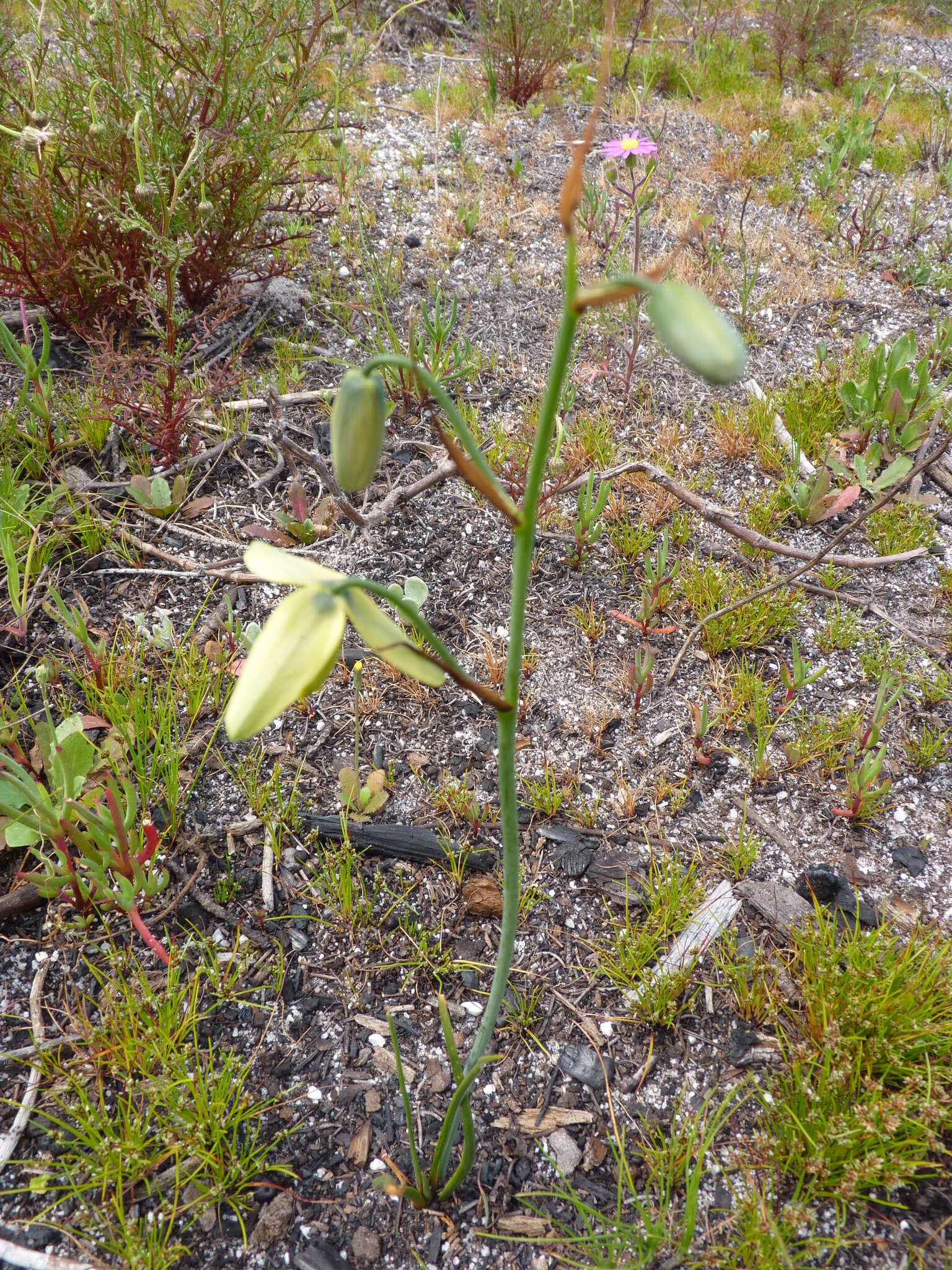 Image de Albuca cooperi Baker